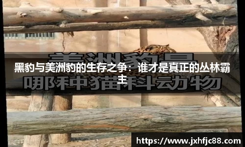 黑豹与美洲豹的生存之争：谁才是真正的丛林霸主